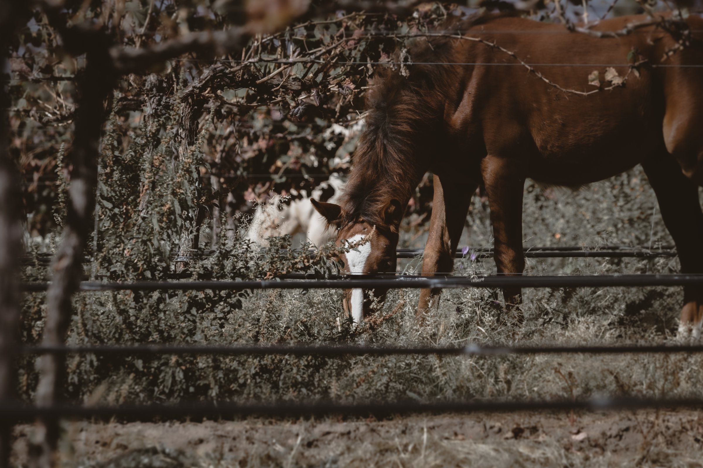 Caballo junto al viñedo