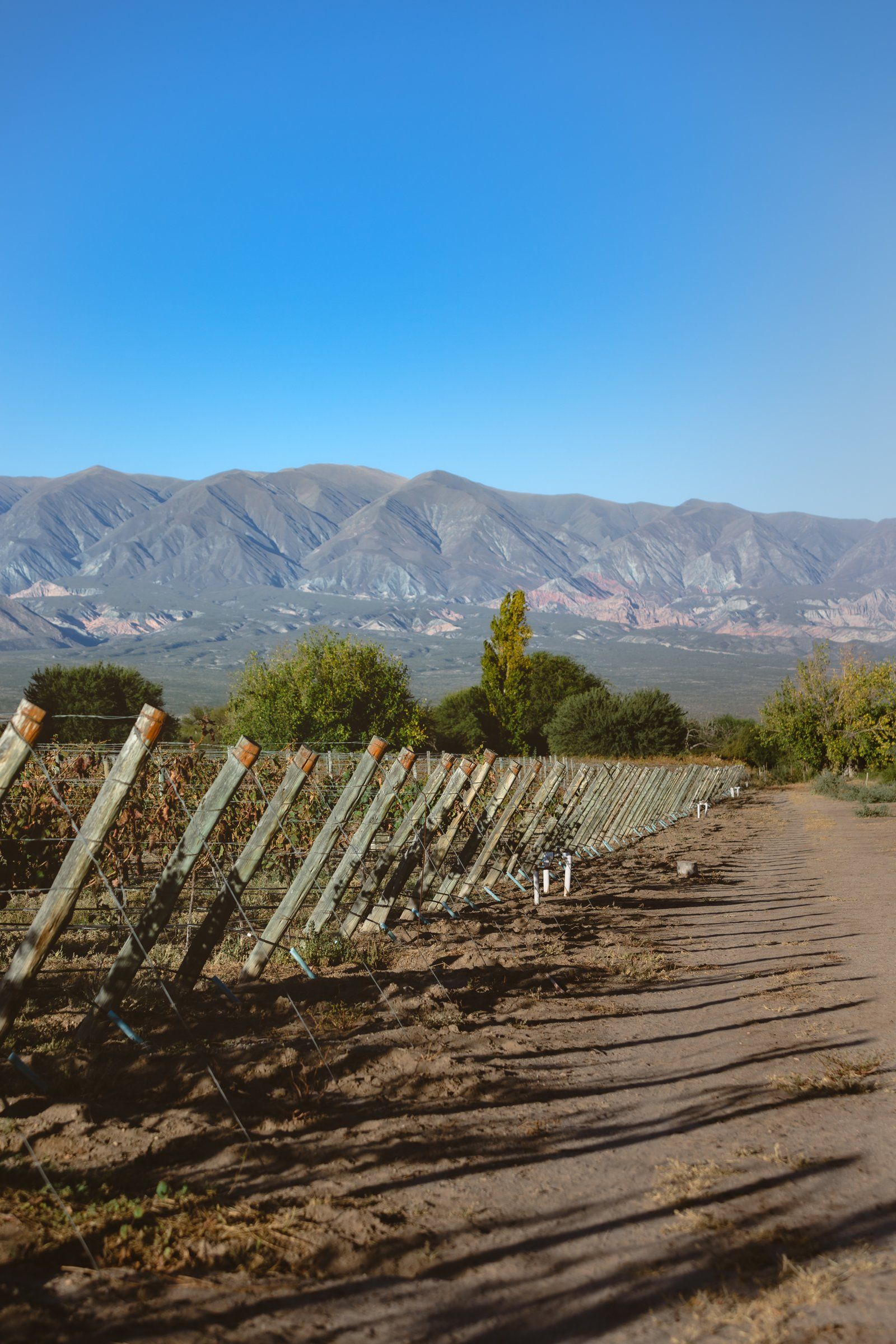 Camino entre las hileras de viñedo y los cerros del valle