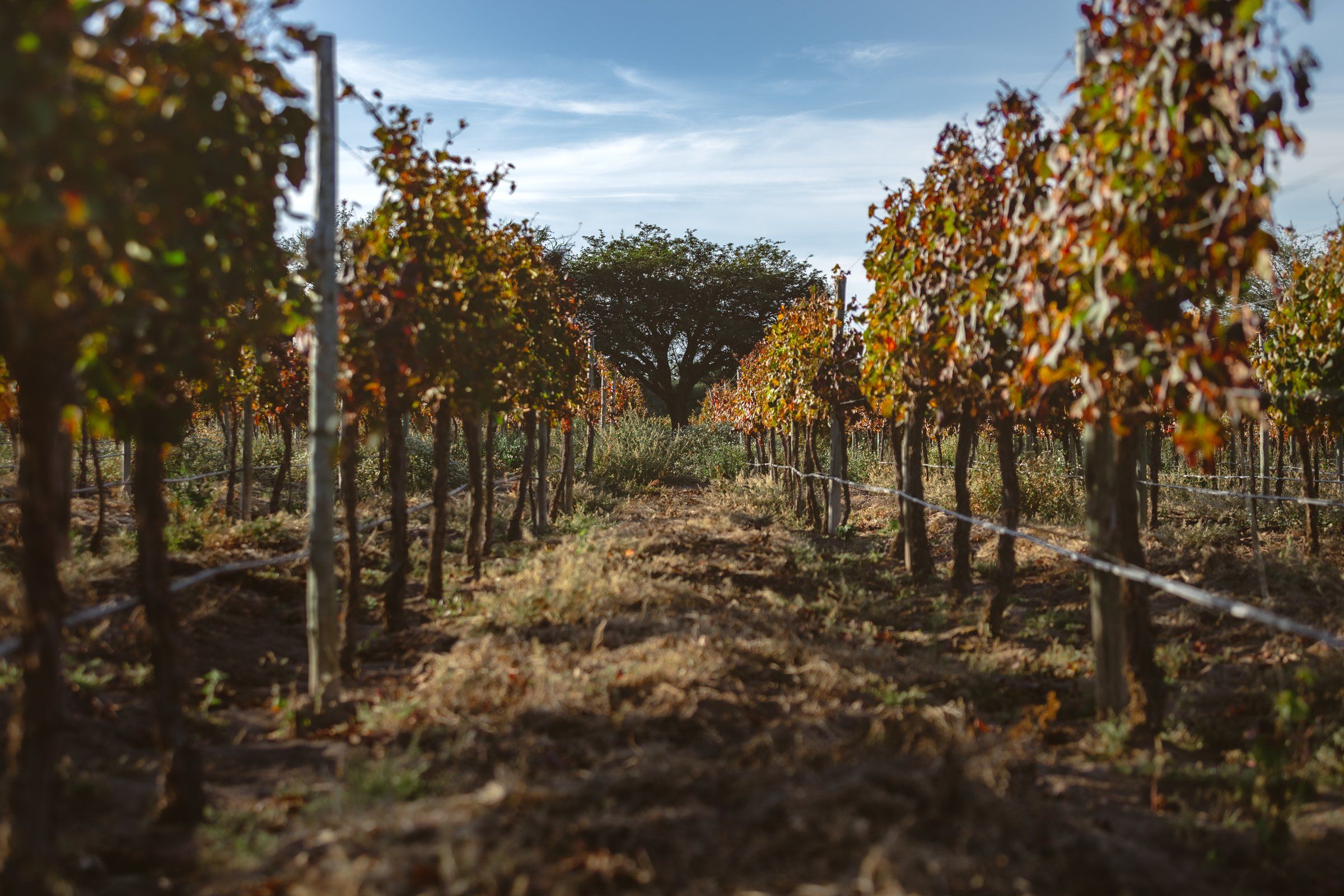 Hileras de viñedo en otoño