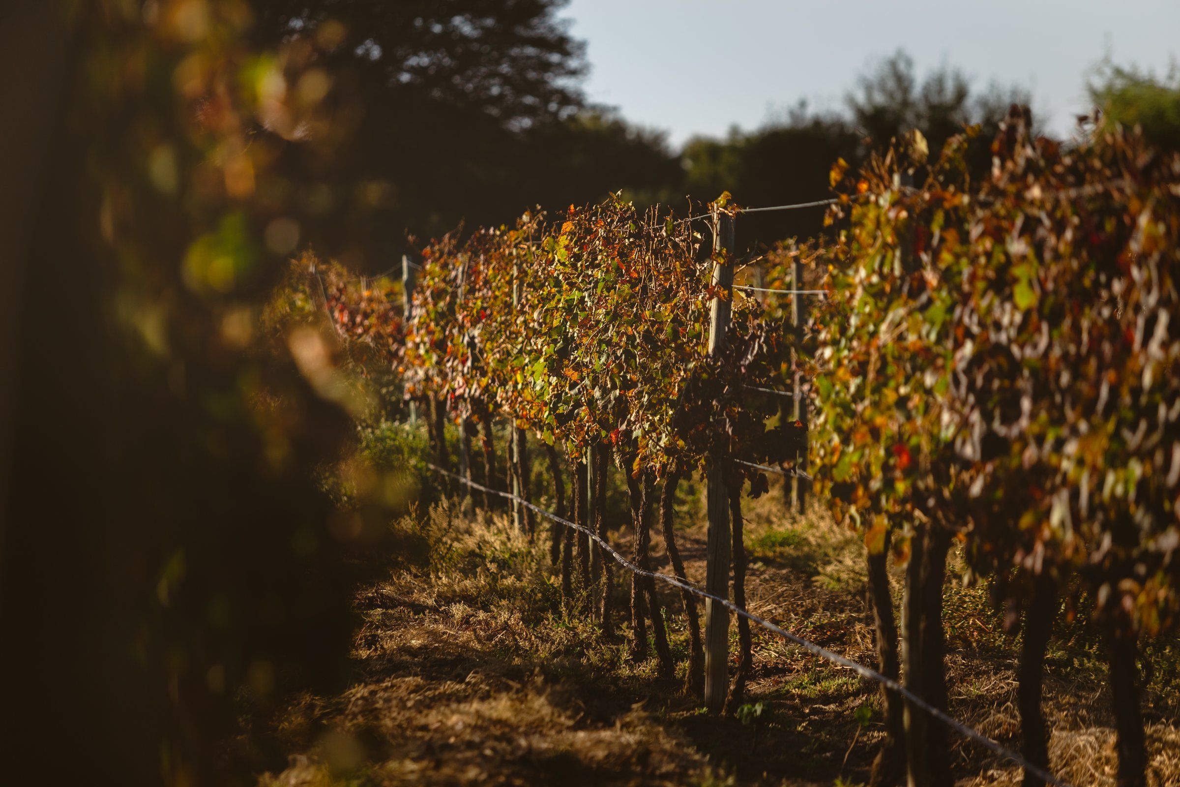 Viñedo en otoño, entre las hileras